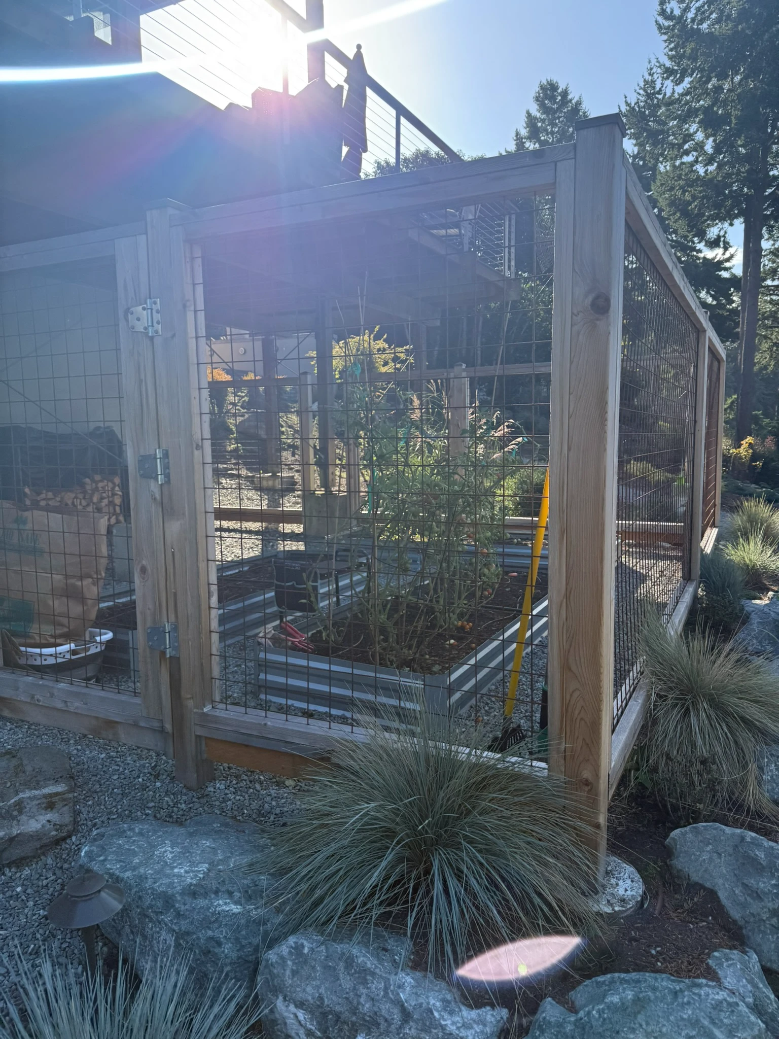 Raised tomato garden irrigated by collected rainwater