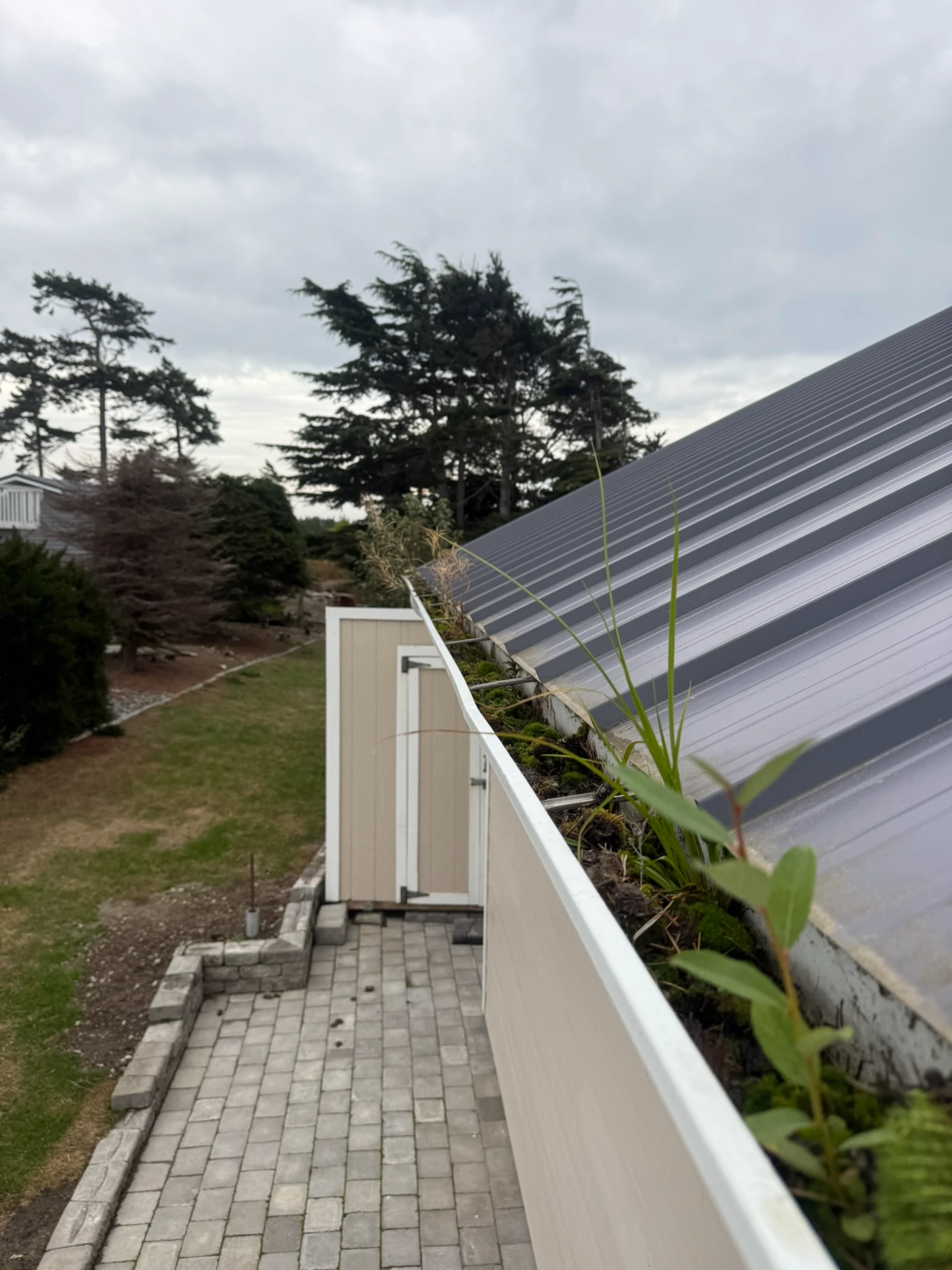 Moss and algae growth in gutter prior to service