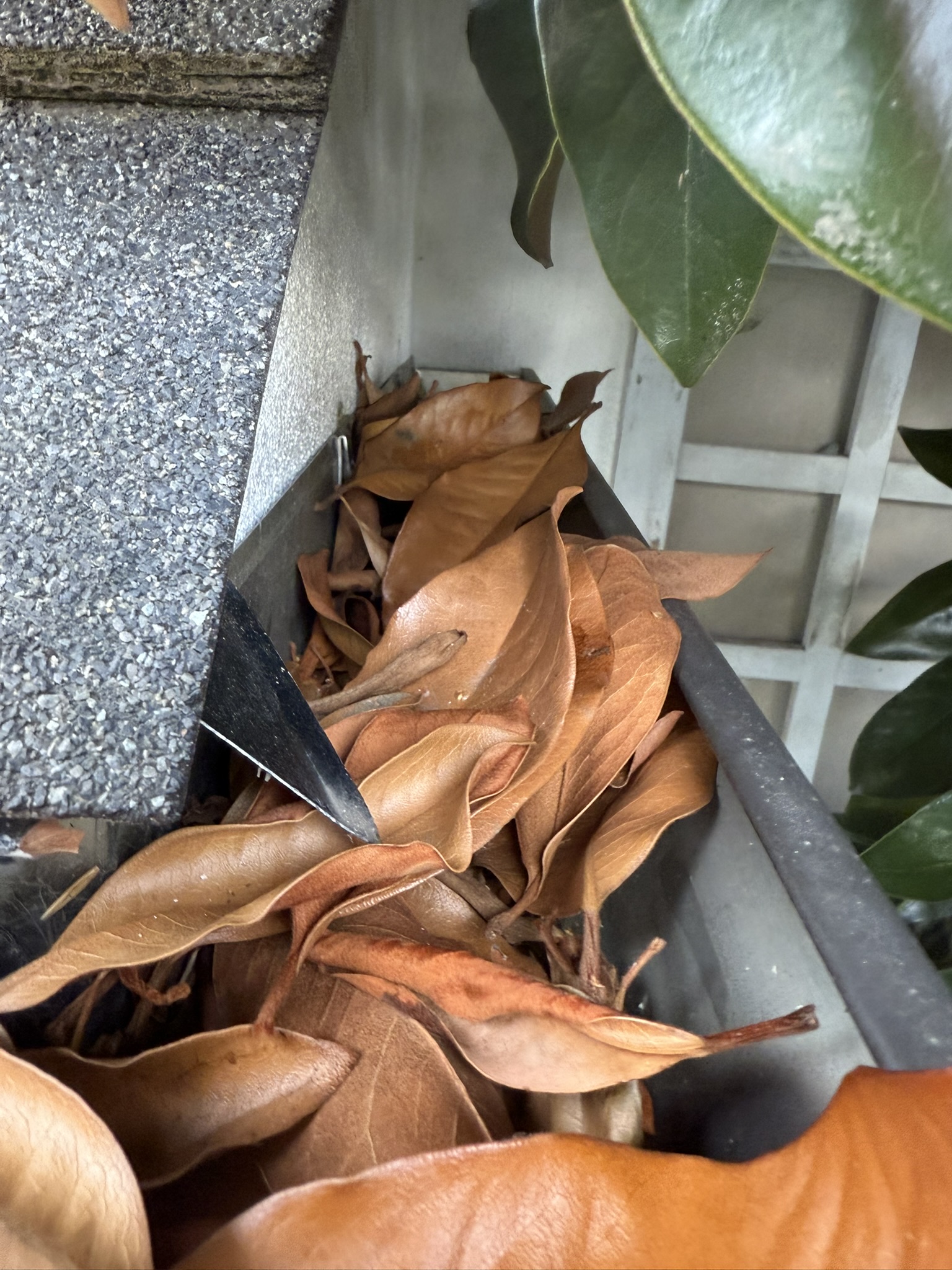 Overlake – October 2025: Overflow-prone gutter loaded with debris before correction.